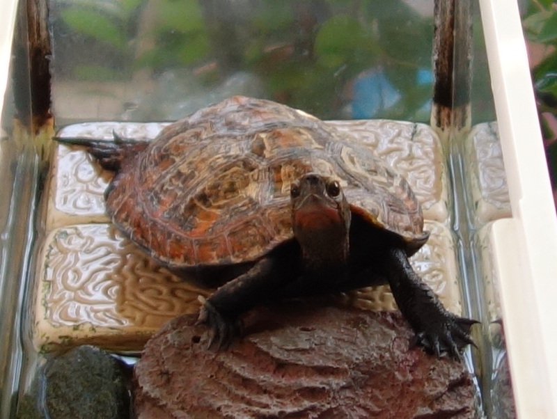 ニホンイシガメ