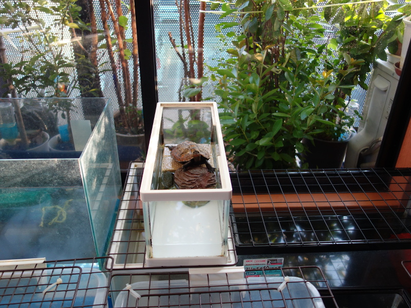 ニホンイシガメ