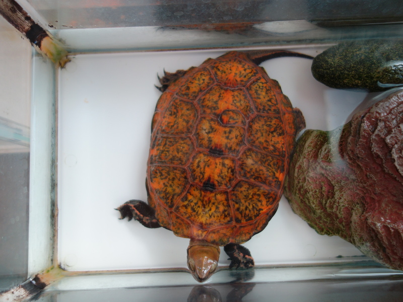 ニホンイシガメ