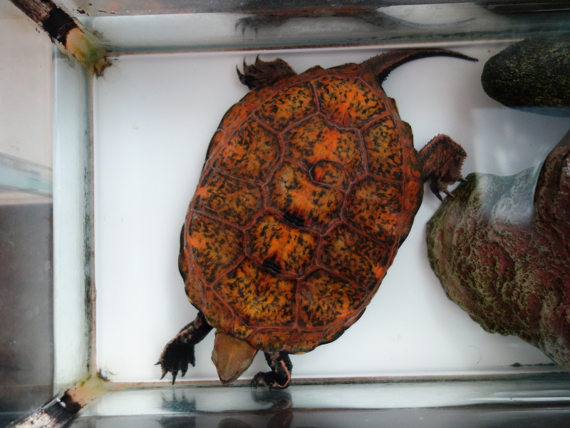 ニホンイシガメ