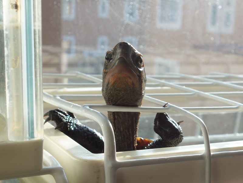 ニホンイシガメ