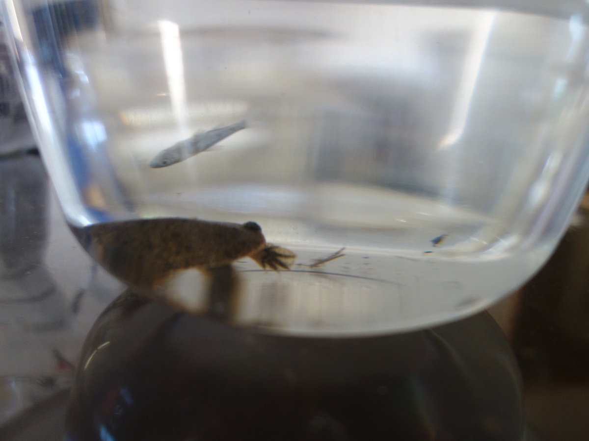 私が最初に撮ったスッポンの写真 – カメ・トゥゲザー