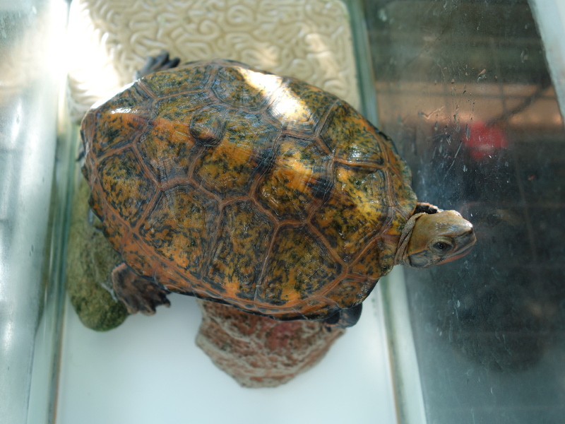 ニホンイシガメ