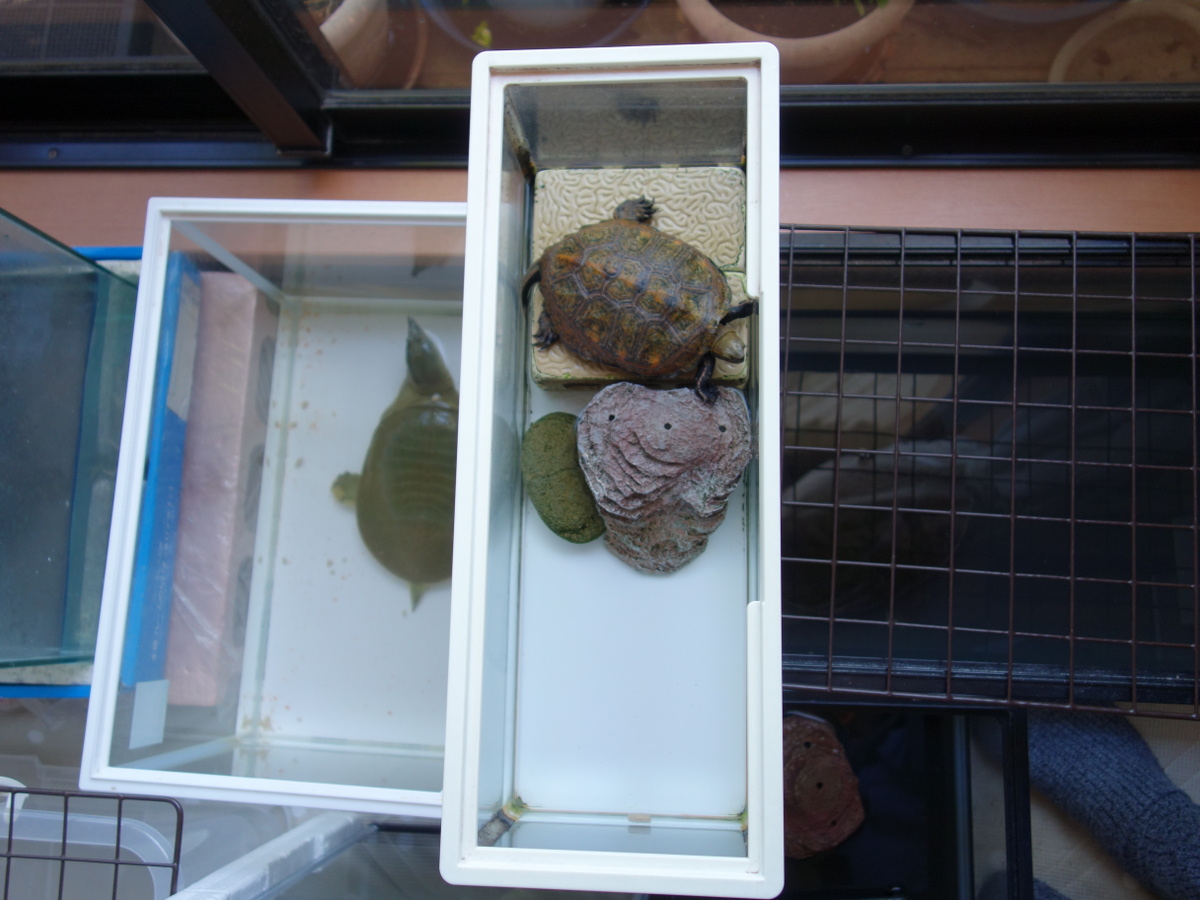 ニホンイシガメ