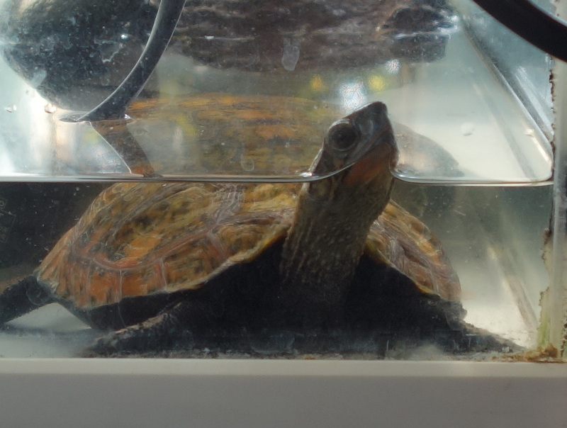 ニホンイシガメ