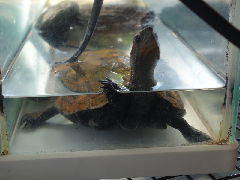 ニホンイシガメ