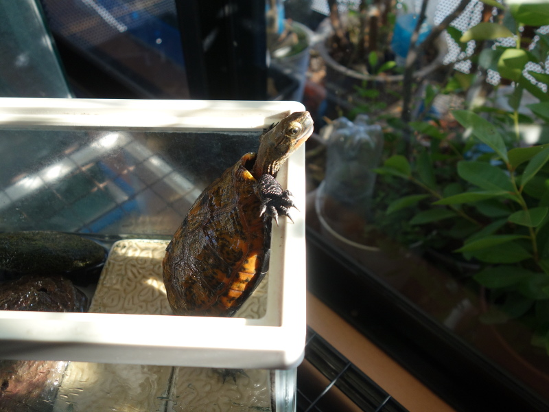 ニホンイシガメ