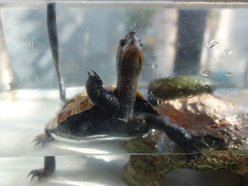 ニホンイシガメ