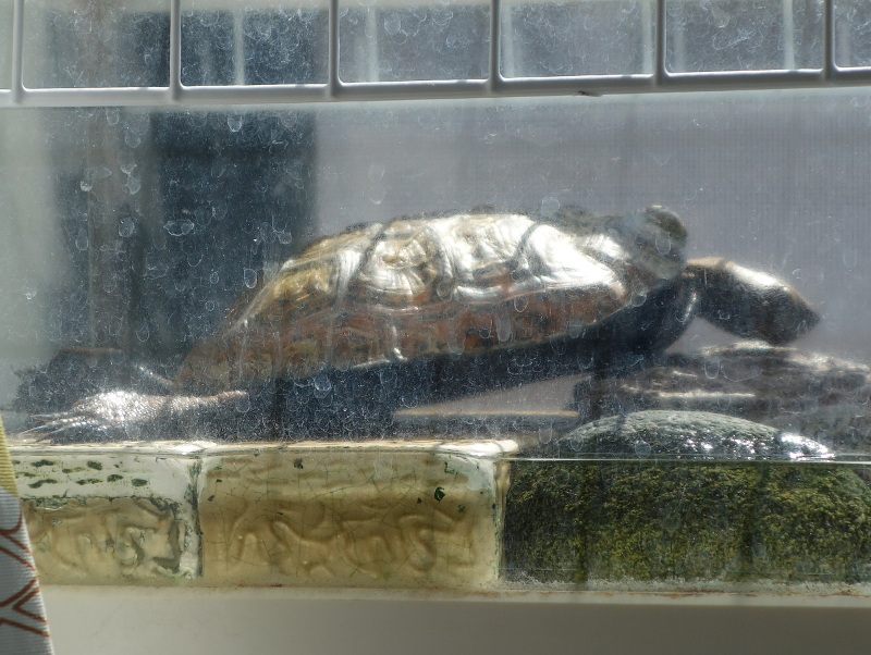 ニホンイシガメ