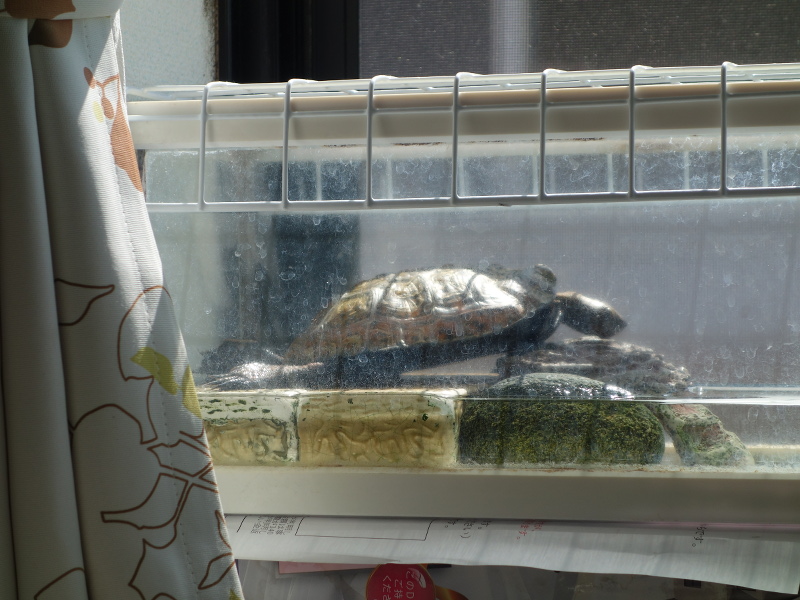 ニホンイシガメ