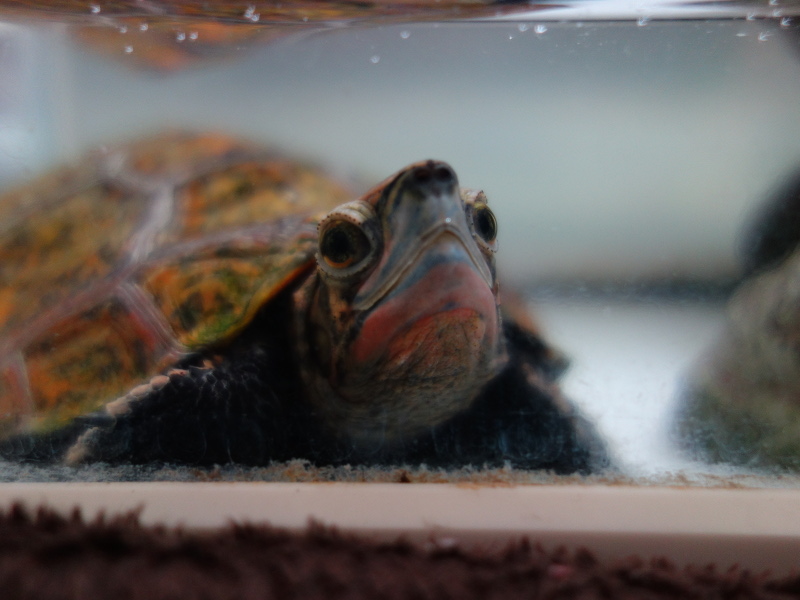 ニホンイシガメ