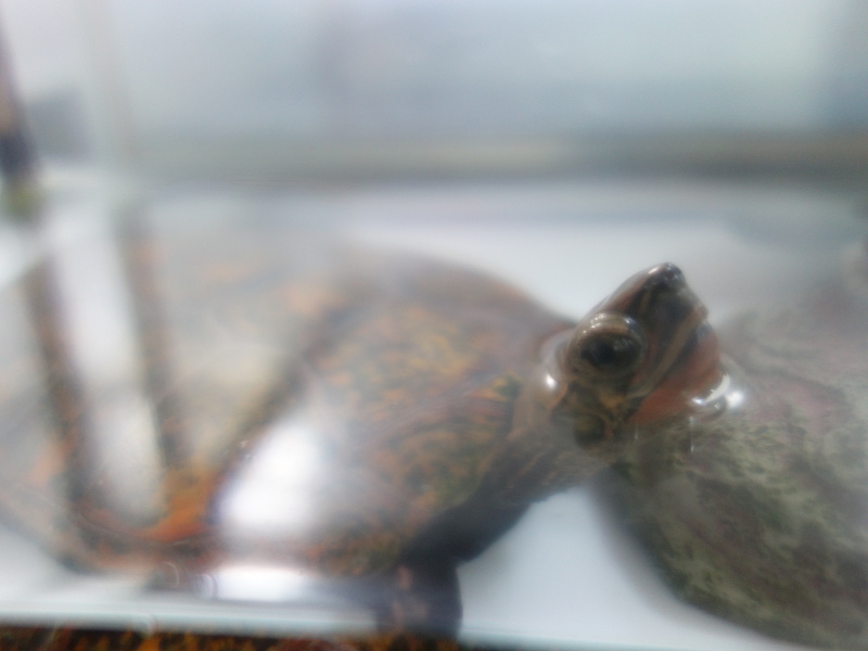 ニホンイシガメ