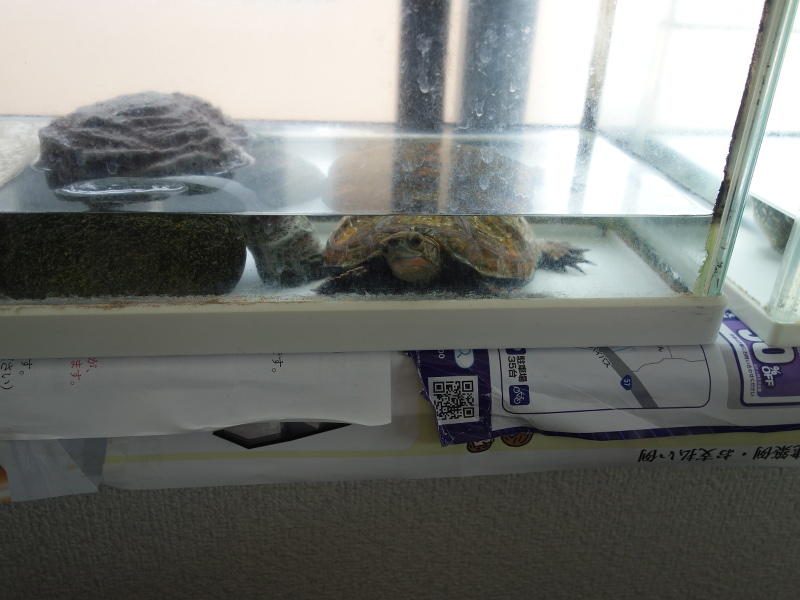 ニホンイシガメ