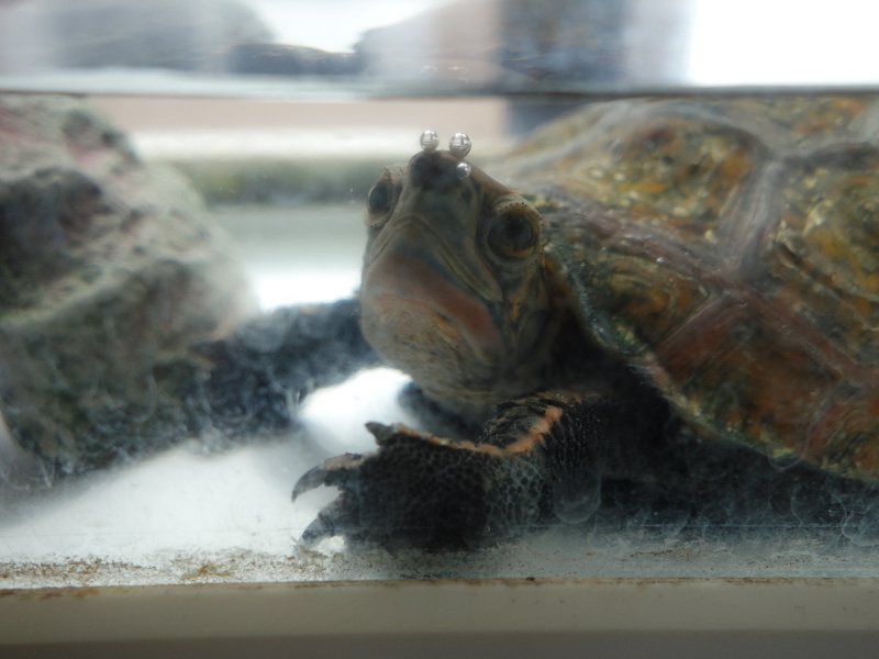 ニホンイシガメ