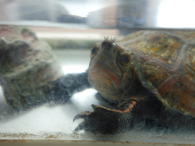 ニホンイシガメ