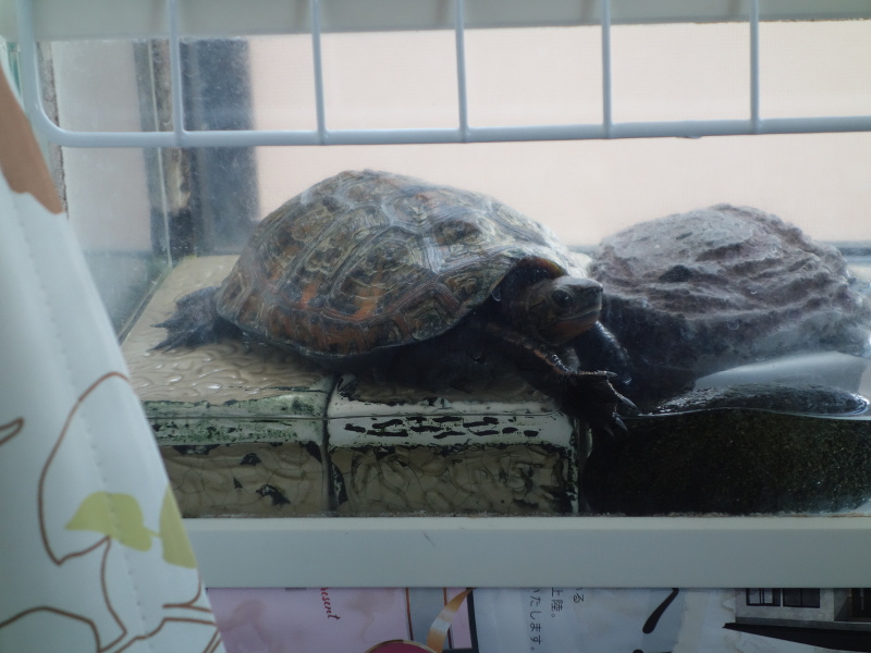 ニホンイシガメ