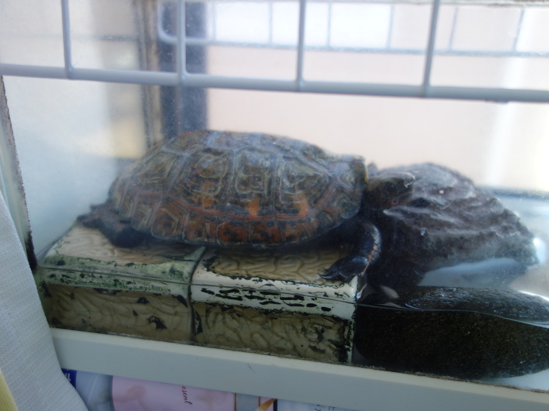 ニホンイシガメ