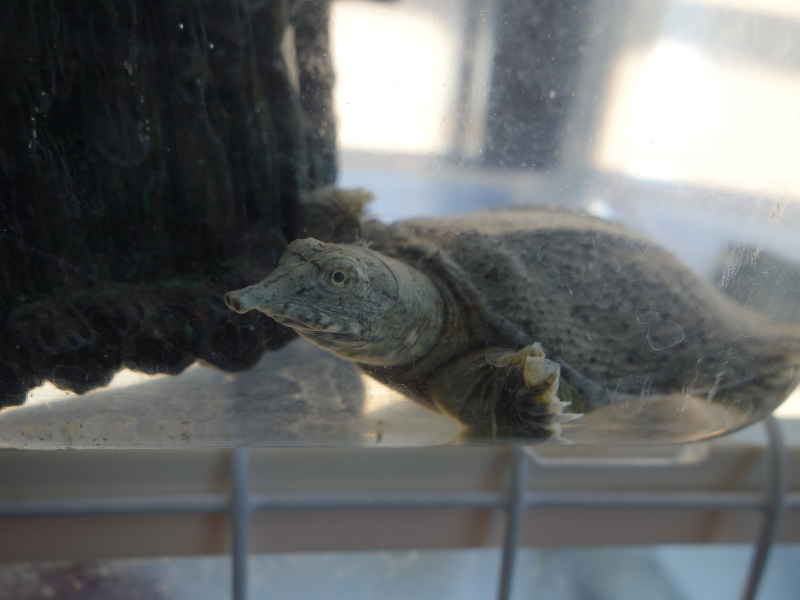 赤ちゃんスッポン