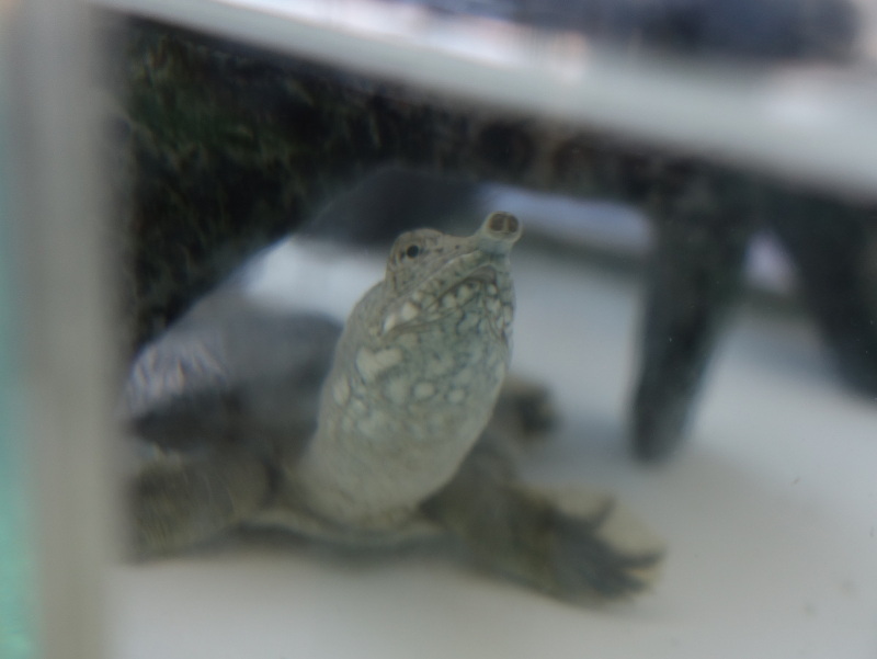 赤ちゃんスッポン