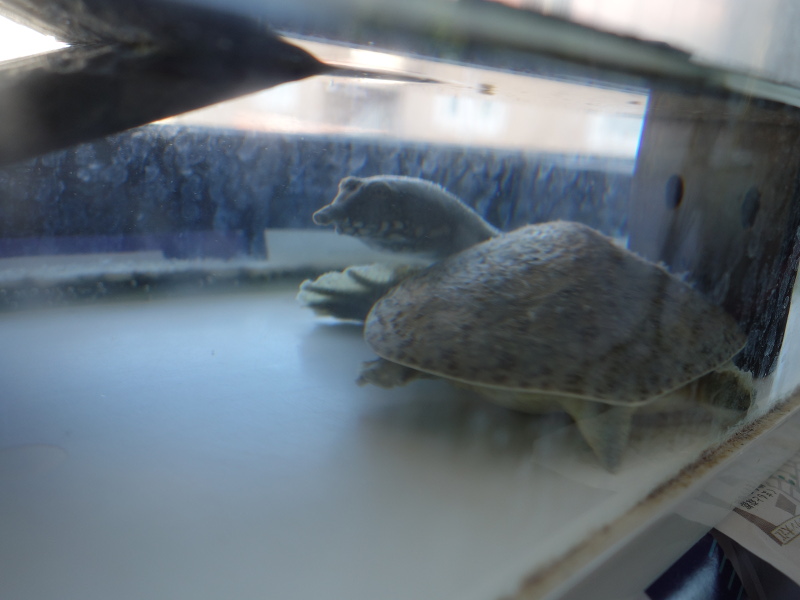 赤ちゃんスッポン