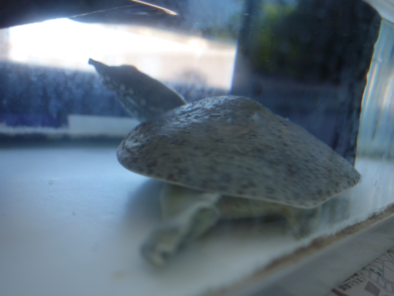 赤ちゃんスッポン