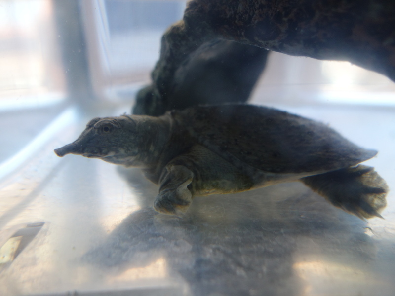 赤ちゃんスッポン