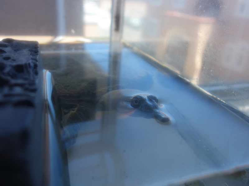 赤ちゃんスッポン