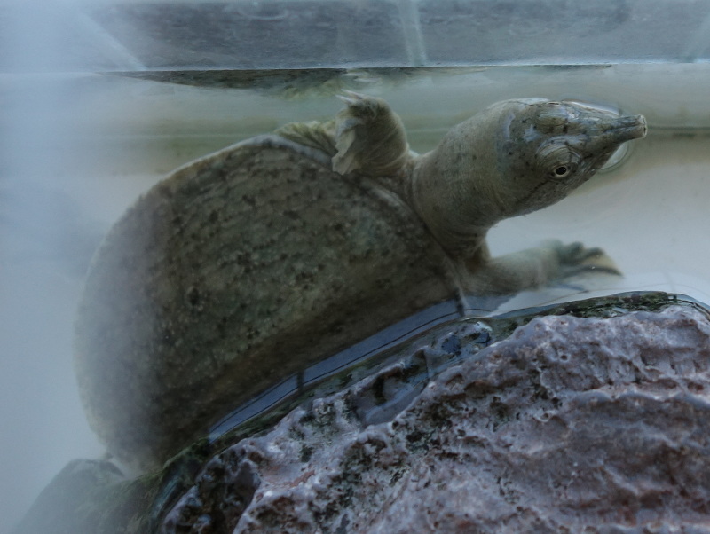 赤ちゃんスッポン